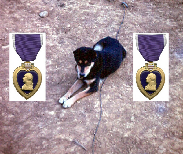 Short Round awarded the Canine Purple Heart.
