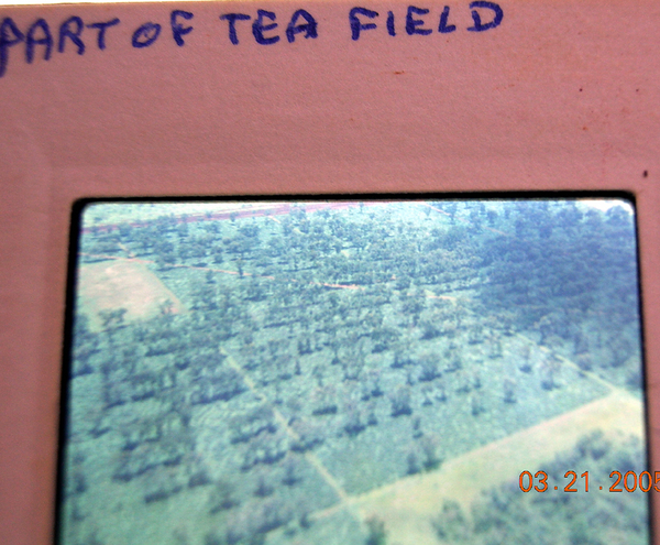 Tea Plantation
Rice paddies and tea fields were everywhere.
