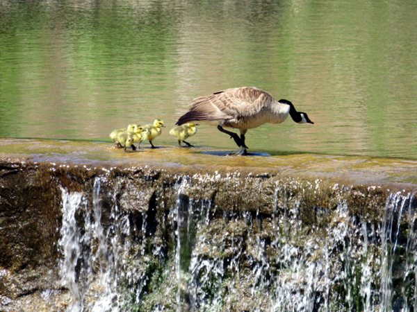 Mama Goose
Mama Goose and her little ducklings walk along the top of the waterfall in Medicine Park.  Wildlife was abundant in Medicine Park.

Photo courtesy of Barbara Moeller
