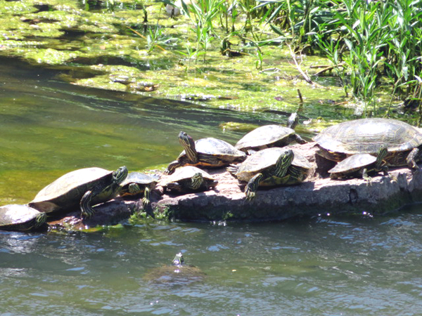 Ladies' Lunch
Sorry, no turtle soup on the menu.  You feed them instead.

Photo courtesy of Barbara Moeller
